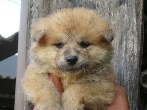 秋田犬の子犬販売