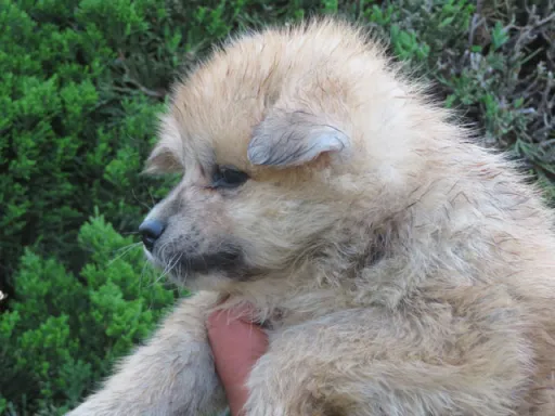 秋田犬の子犬販売