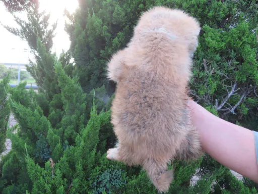 秋田犬の子犬販売