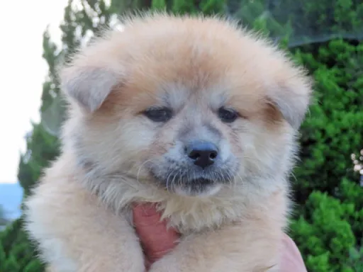 秋田犬のサムネイル画像1