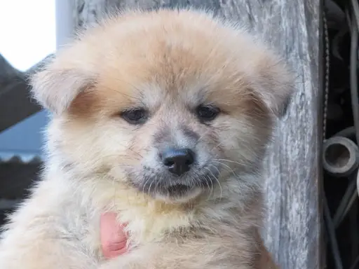 秋田犬の拡大画像