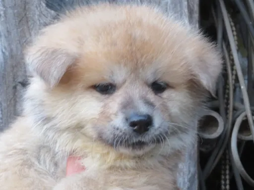 秋田犬のサムネイル画像3