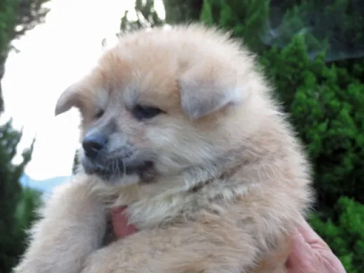 秋田犬のサムネイル画像4