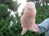 秋田犬のサムネイル画像5