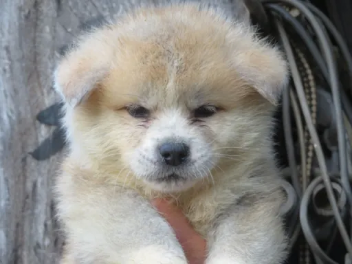 秋田犬の子犬販売