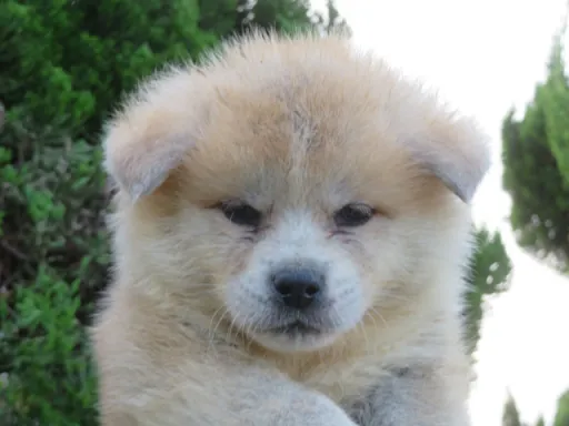 秋田犬の子犬販売