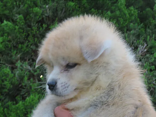 秋田犬の子犬販売