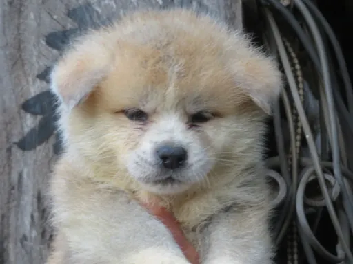 秋田犬の子犬販売