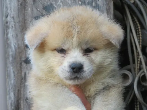 秋田犬の子犬販売