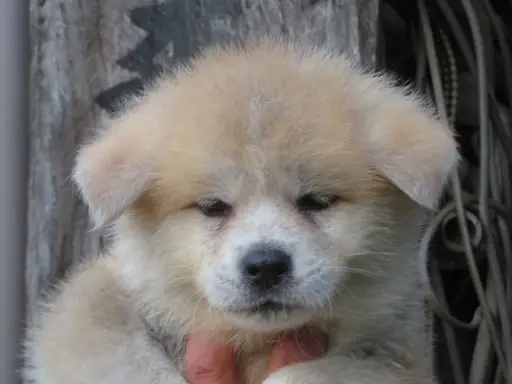 秋田犬の子犬販売