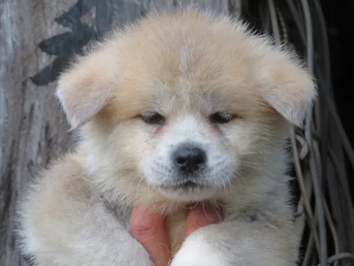 秋田犬のサムネイル画像2