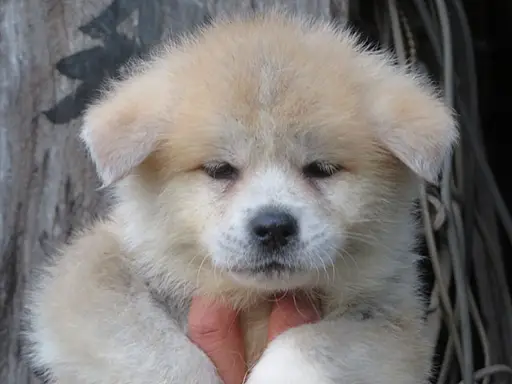 秋田犬の拡大画像