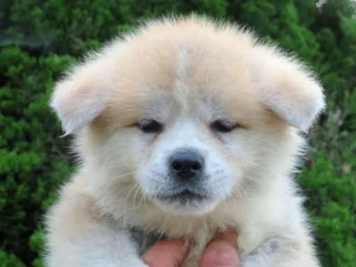 秋田犬のサムネイル画像3