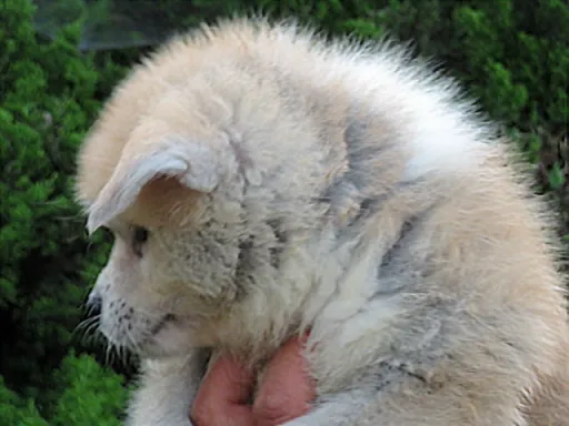 秋田犬のサムネイル画像5