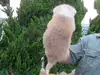秋田犬のサムネイル画像6