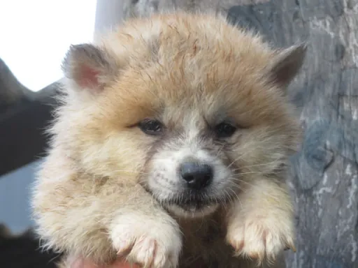 秋田犬の子犬販売