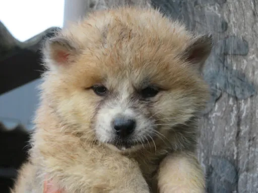 秋田犬の子犬販売