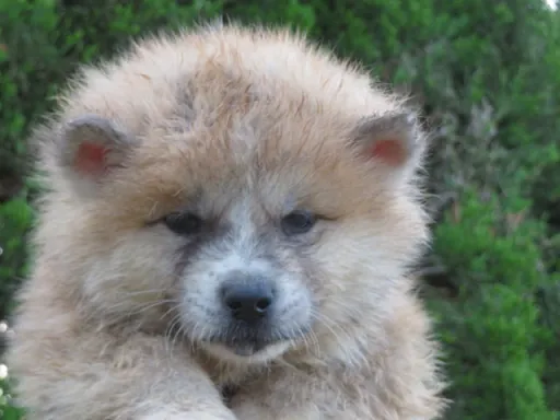 秋田犬の子犬販売