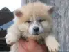 秋田犬のサムネイル画像1