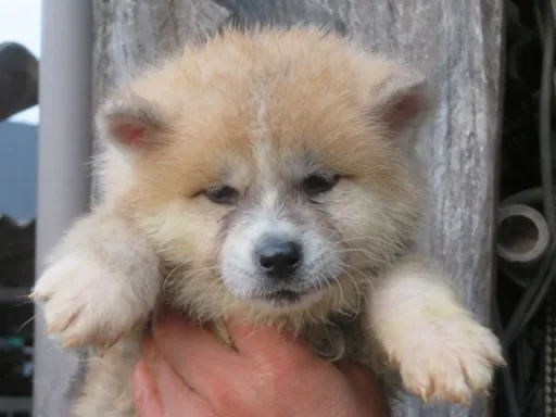 秋田犬のサムネイル画像2