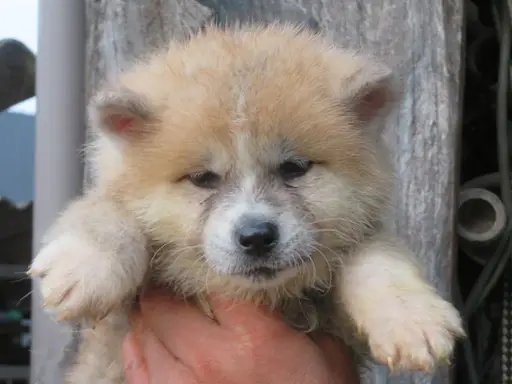 秋田犬の拡大画像