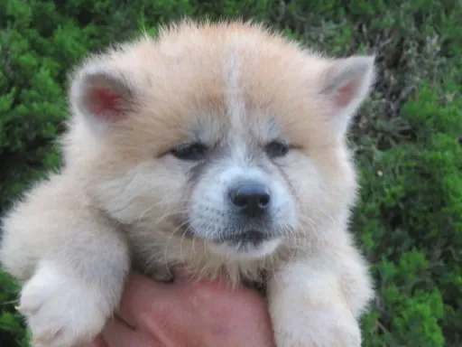 秋田犬のサムネイル画像3