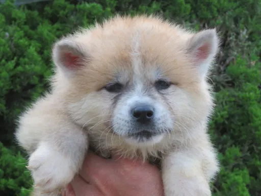 秋田犬のサムネイル画像4