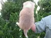 秋田犬のサムネイル画像6