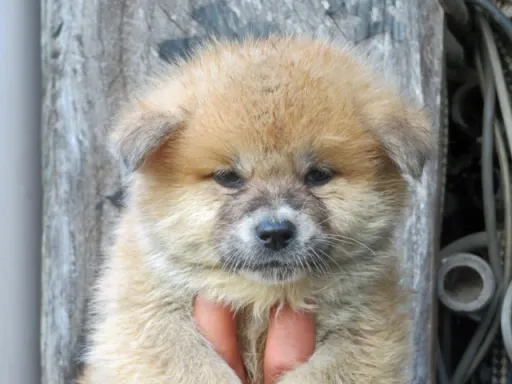 秋田犬の子犬販売