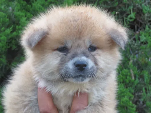 秋田犬の子犬販売