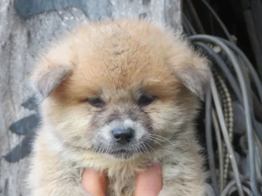 秋田犬の子犬販売