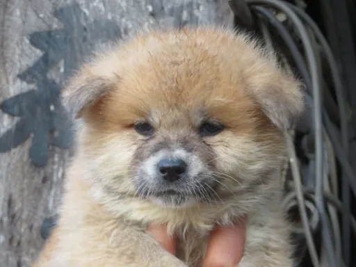 秋田犬の子犬販売