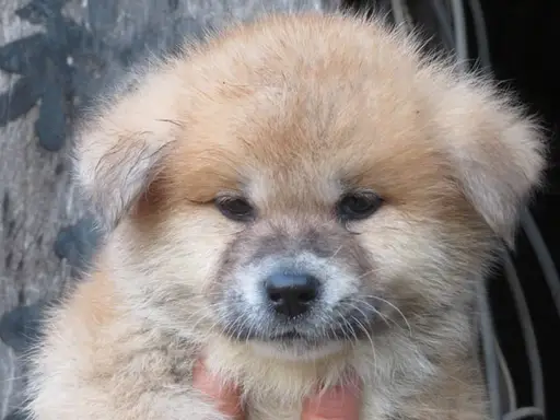 秋田犬の子犬販売