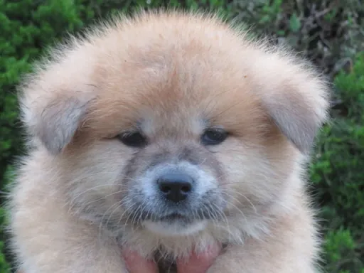 秋田犬のサムネイル画像2