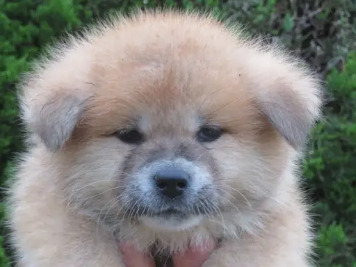 秋田犬の拡大画像