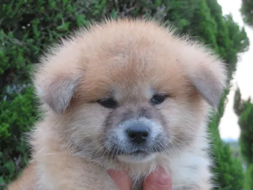 秋田犬のサムネイル画像3