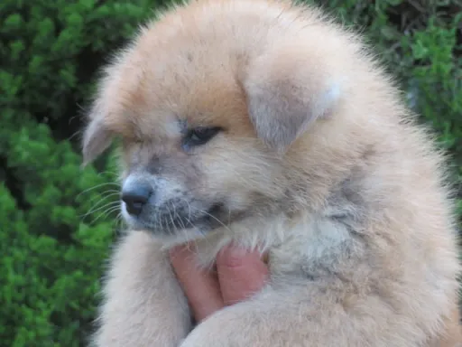 秋田犬のサムネイル画像4