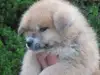 秋田犬のサムネイル画像4