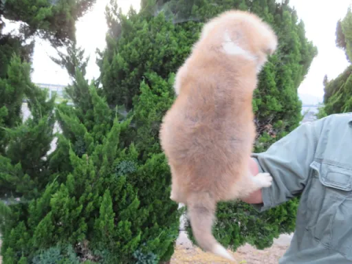 秋田犬のサムネイル画像5