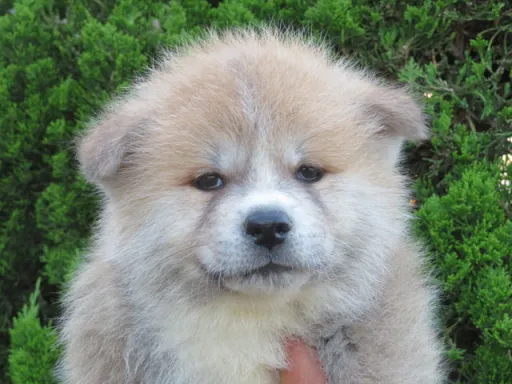 秋田犬のサムネイル画像1