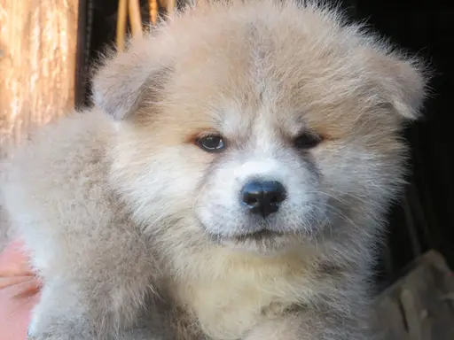 秋田犬の拡大画像