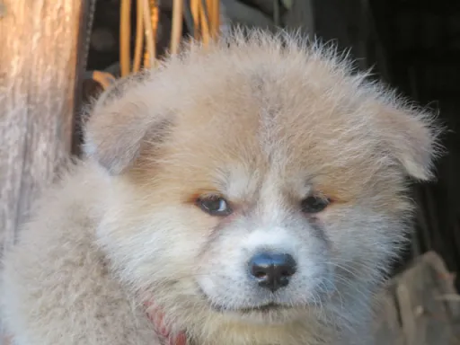 秋田犬のサムネイル画像3