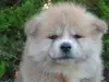 秋田犬のサムネイル画像4