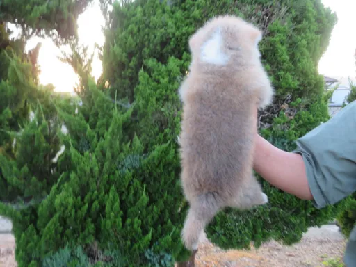 秋田犬のサムネイル画像6