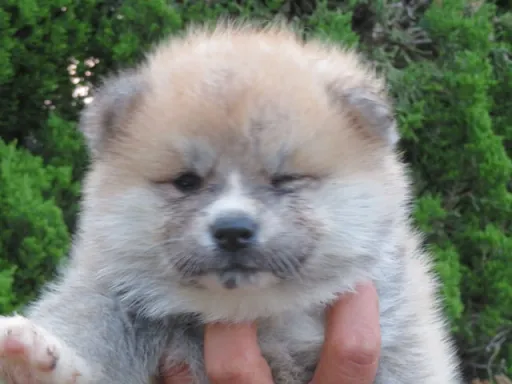 秋田犬の子犬販売