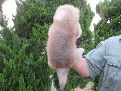 秋田犬の子犬販売