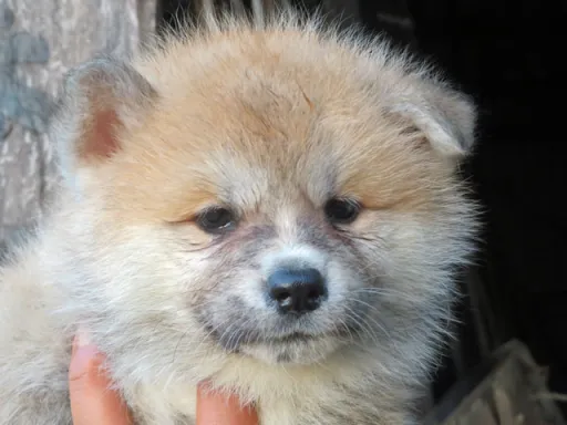 秋田犬のサムネイル画像1