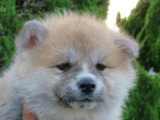 秋田犬のサムネイル画像2