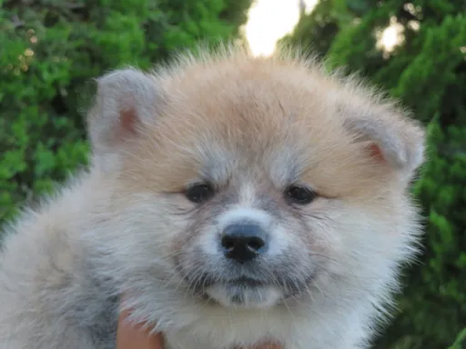 秋田犬のサムネイル画像3