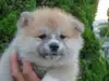 秋田犬のサムネイル画像4